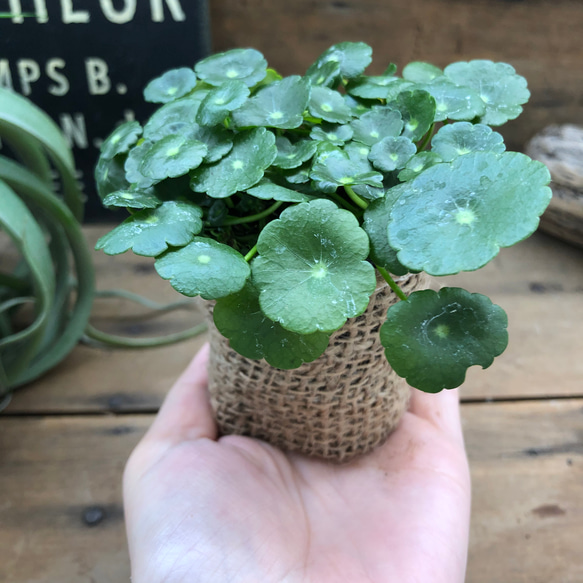 水中で育ちます♡ウォーターマッシュルーム♡水生植物♡ガーデニング 4枚目の画像