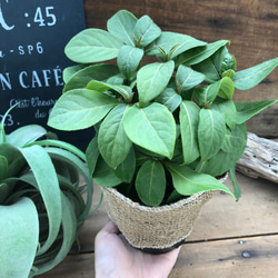 碧の瞳♡大人気♡入荷♡常緑アジサイ♡紫陽花♡地植えに 4枚目の画像