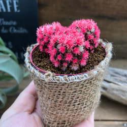 新色♡ピンク♡明日香姫♡サボテン♡多肉植物♡インテリア アート