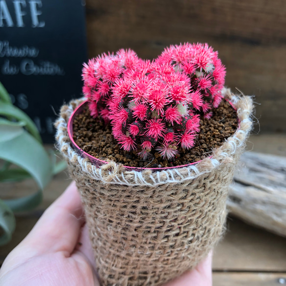 多肉植物　花サボテン　☆☆淡いオレンジ×ピンク 多肉植物 花サボテン 淡いオレンジ×ピンク