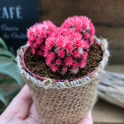 新色♡ピンク♡明日香姫♡サボテン♡多肉植物♡インテリア