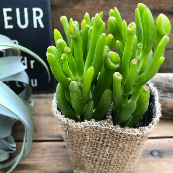 ゴーラム 宇宙の木【抜き苗】多肉植物 多肉植物 クラッスラ属 ゴーラム 宇宙の木 カット極小苗 : 花と