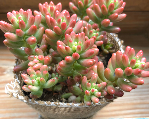 多肉植物 もりもりレモータ♡紅葉開始♪抜き苗 0_89e14a08ed3be83de3a0abe2735b