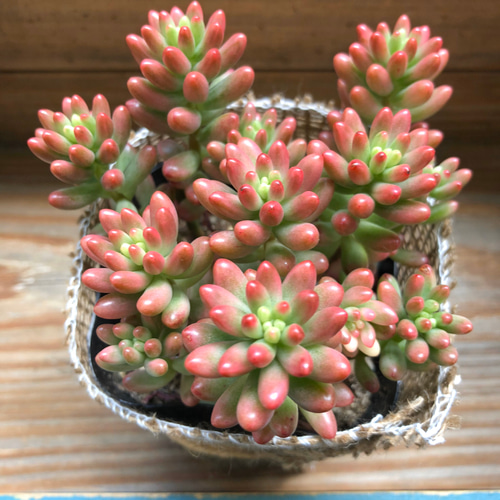 オーロラ♡もりもり♡紅葉♡七色に輝く♡多肉植物♡セダム アート