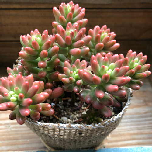 オーロラ♡もりもり♡紅葉♡七色に輝く♡多肉植物♡セダム