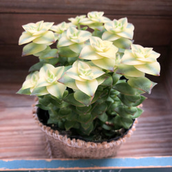 美しい♡幾重にも重なる♡南十字星♡多肉植物♡クラッスラはー アート