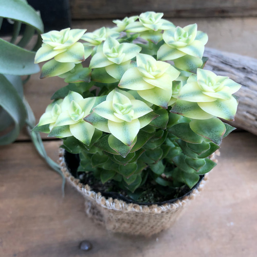 美しい♡幾重にも重なる♡南十字星♡多肉植物♡クラッスラはー アート