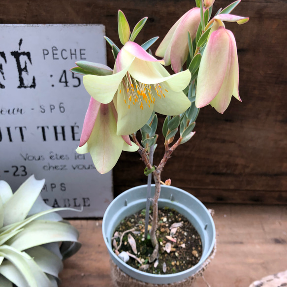 激安♡珍品種♡ベル型の花♡ピメレア　ピソディス♡観葉植物♡ガーデニング 1枚目の画像
