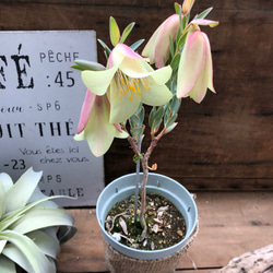 激安♡珍品種♡ベル型の花♡ピメレア　ピソディス♡観葉植物♡ガーデニング 4枚目の画像
