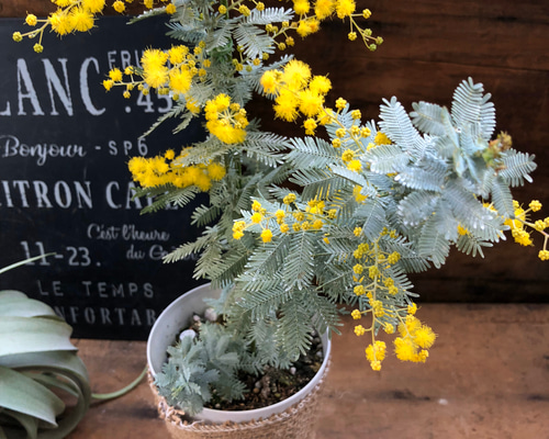 開花してます♡ミモザ♡アカシア♡ドライフラワーに♡ガーデニング