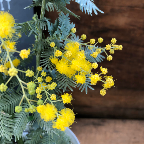 開花してます♡ミモザ♡アカシア♡ドライフラワーに♡ガーデニング