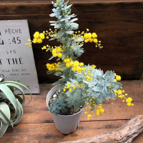 開花してます♡ミモザ♡アカシア♡ドライフラワーに♡ガーデニング