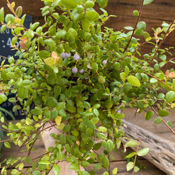 大人気♡パワーストーンの実♡真珠コケモモ♡観葉植物♡インテリア 2枚目の画像