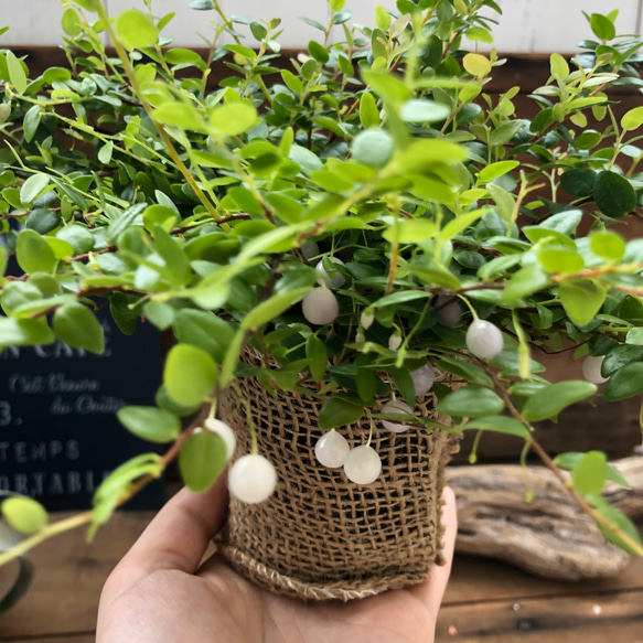 大人気♡パワーストーンの実♡真珠コケモモ♡観葉植物♡インテリア 3枚目の画像