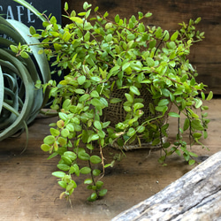 大人気♡パワーストーンの実♡真珠コケモモ♡観葉植物♡インテリア 4枚目の画像