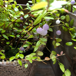 大人気♡パワーストーンの実♡真珠コケモモ♡観葉植物♡インテリア 5枚目の画像