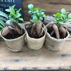 精霊が宿る木♡ガジュマル♡観葉植物♡インテリア 4枚目の画像