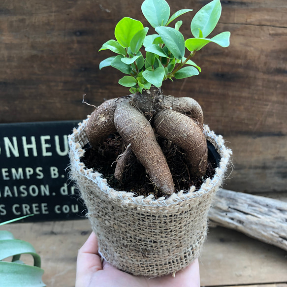 精霊が宿る木♡ガジュマル♡観葉植物♡インテリア 5枚目の画像