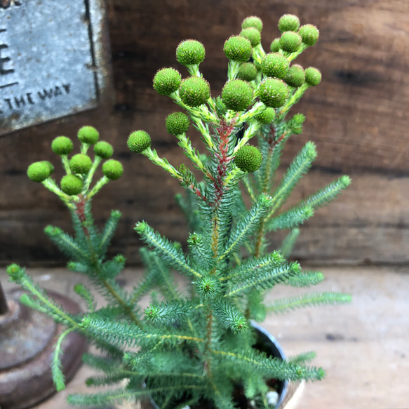 新品種♡グリーンニッシュ♡バーゼリア♡観葉植物♡希少♡ 1枚目の画像