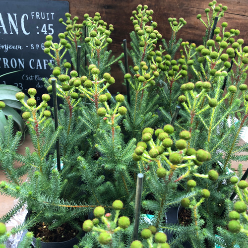 新品種♡グリーンニッシュ♡バーゼリア♡観葉植物♡希少