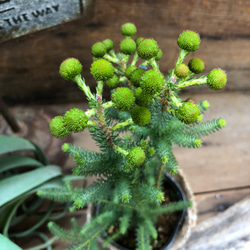 新品種♡グリーンニッシュ♡バーゼリア♡観葉植物♡希少♡ 4枚目の画像