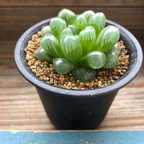 オブツーサ♡セール♡美しい♡ハオルチア♡多肉植物♡インテリア 多肉