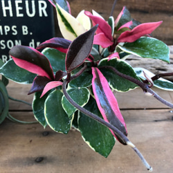 リップカラー♡ホヤ♡ピンクの斑入り♡観葉植物♡インテリア アート