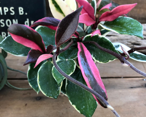 0_5e1b485bcc93a7872b5e9ae7e627