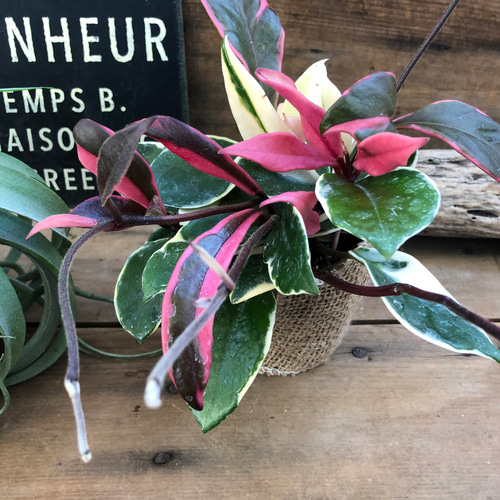 リップカラー♡ホヤ♡ピンクの斑入り♡観葉植物♡インテリア アート