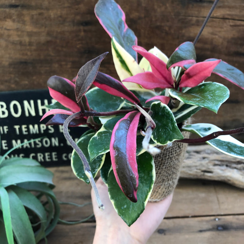 リップカラー♡ホヤ♡ピンクの斑入り♡観葉植物♡インテリア アート