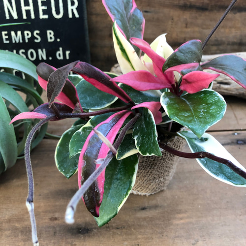 リップカラー♡ホヤ♡ピンクの斑入り♡観葉植物♡インテリア アート