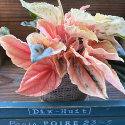 葉色が変わる♡ニューピンクレディー♡ペペロミア♡観葉植物♡ 2枚目の画像