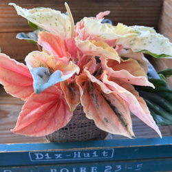 葉色が変わる♡ニューピンクレディー♡ペペロミア♡観葉植物♡ 4枚目の画像