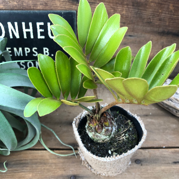 希少♡高価♡塊根植物♡ザミア♡観葉植物♡インテリア 4枚目の画像