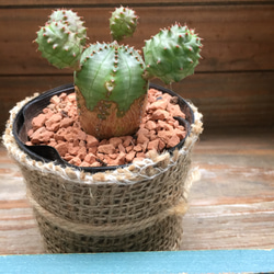 ユーフォルビア♡オベサ♡多肉植物♡希少♡可愛いフォルム