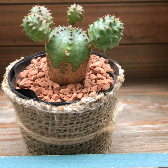 ユーフォルビア♡オベサ♡多肉植物♡希少♡可愛いフォルム
