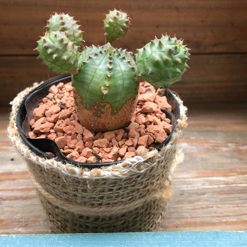 ユーフォルビア　オベサ　こげぱん ユーフォルビア オベサ ① （ユーフォルビア：オベサ（多頭