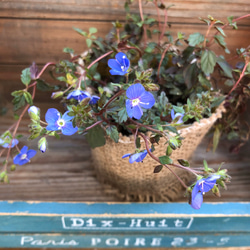 雑草防止♡グランドカバーに♡毎年咲きます♡ベロニカオックスフォードブルー♡毎年咲きます♡ 2枚目の画像