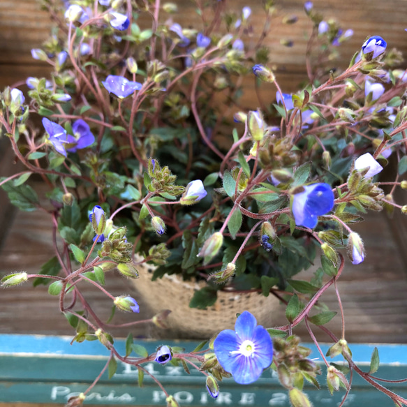 雑草防止♡グランドカバーに♡毎年咲きます♡ベロニカオックスフォードブルー♡毎年咲きます♡ 4枚目の画像