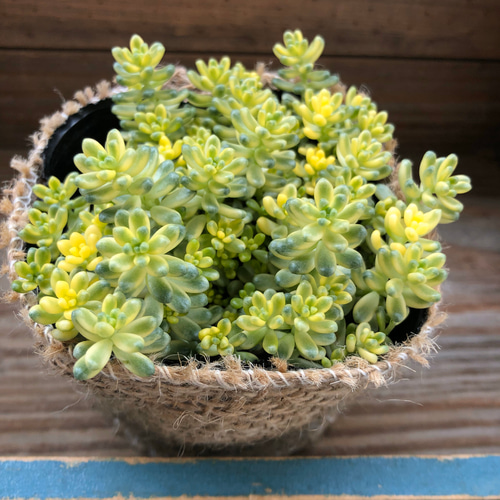 斑入りタイトゴメ♡セダム♡多肉植物♡観葉植物 アートフラワー パリ 