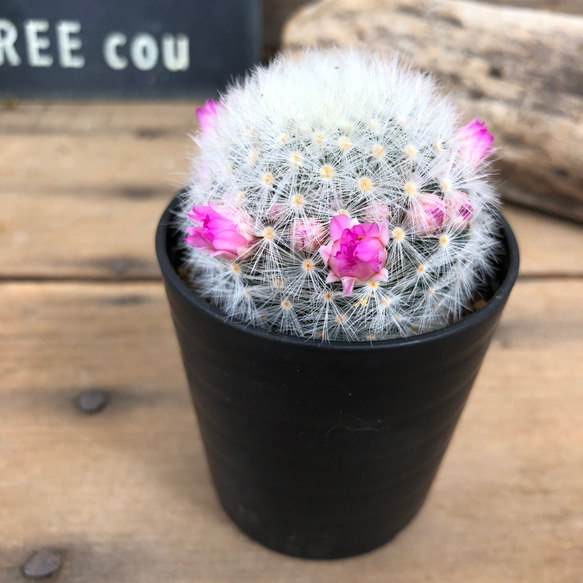 ピンク花♡ピンクカルメナエ♡サボテン♡フワフワ♡多肉植物 アート