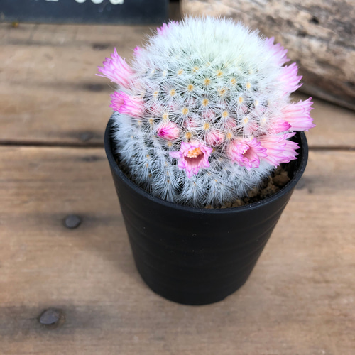 サボテン　ブカレンシス　群生超大　可愛ピンク花咲く マミラリア・ブカレンシスの花。写真は2023年の4月12日に撮影