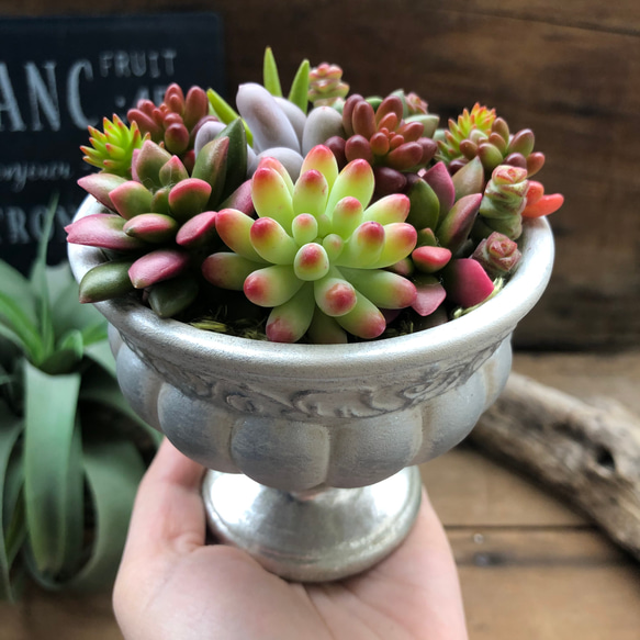 多肉植物の寄せ植え♡ギャザリング♡紅葉♡水やり不要 人造花 パリ