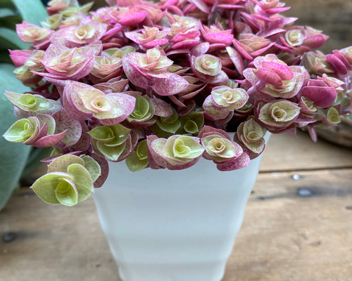 桜色カリシア♡明るさで葉色が変わる♡多肉植物♡もりもり♡ アート