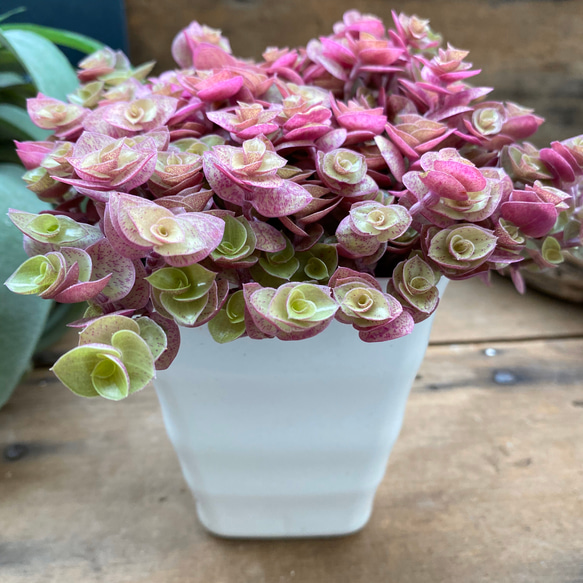 桜色カリシア♡明るさで葉色が変わる♡多肉植物♡もりもり♡ アート