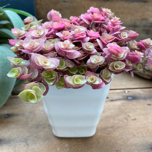 桜色カリシア♡明るさで葉色が変わる♡多肉植物♡もりもり♡ アート