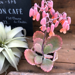 リンリン♡大人気♡ベル型の花♡カランコエ♡多肉植物 アートフラワー