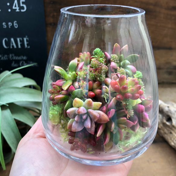 多肉植物の水槽♡ギャザリング♡多肉植物♡ガーデニング アート