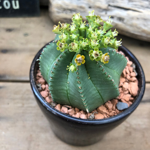 多肉植物^o^  カメレオンヘルメット カメレオンヘルメット♡希少♡ユーフォルビア♡多肉植物
