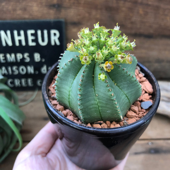 カメレオンヘルメット♡希少♡ユーフォルビア♡多肉植物♡ 2枚目の画像